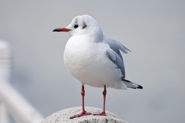 カモメ