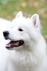 Portrait of Samoyed dog