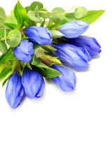 gentian