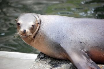Obraz premium California Sea Lion watching you