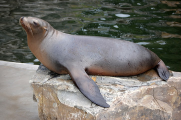 California Sea Lion laying on stone portrait