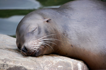 Fototapeta premium California Sea Lion laying on stony pillow