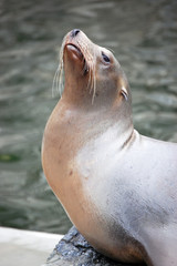 Obraz premium California Sea Lion portrait