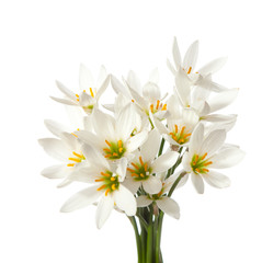 lilies isolated on a white background. zephyranthes candida
