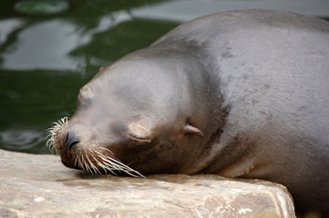 California Sea Lion sleep