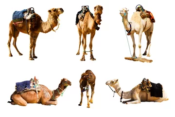 Fotobehang Camels © serg_dibrova