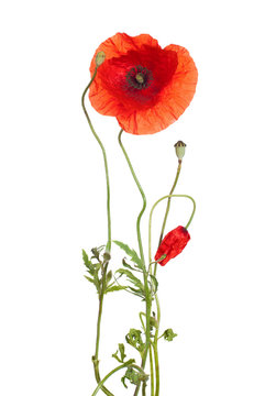 red poppies  isolated  on white