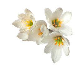 lilies isolated on a white background. zephyranthes candida