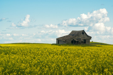 An abandoned house in a field of yellow canola flowers