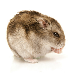 hamster