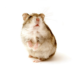 hamster