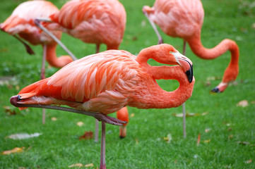 American Flamingo