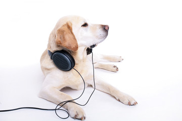 Labrador headset