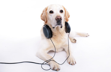 music dog
