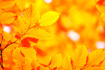 autumn leaves