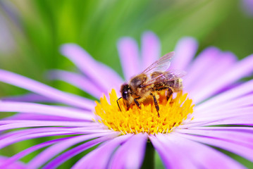 flower and bee
