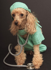 Dog Doctor