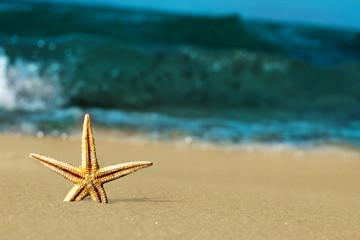 Fototapeta na wymiar Starfish on sea beach