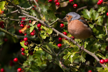 Chaffinch (Fringilla coelebs)