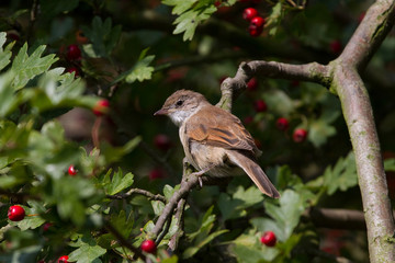 Whitethroat (Sylvia communis)