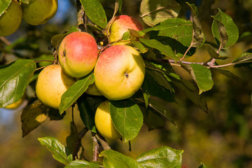 Apfelbaum