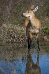 Marsh Deer (Blastocerus dichotomus)