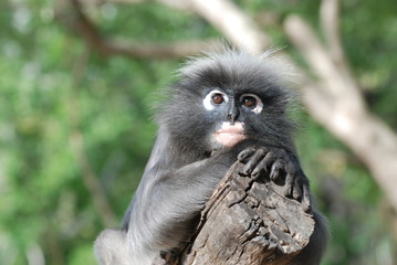 Singe, presbytis obscura reid