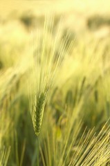 Close up of wheat ears in the field at dusk