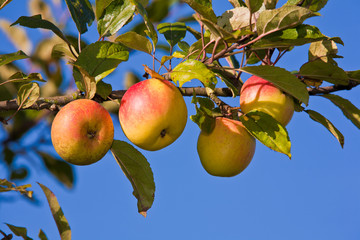 Apfelbaum