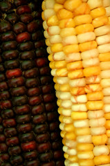 Indian corn background