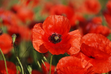 Fototapeta premium poopy