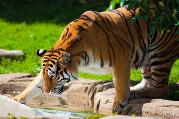 Tiger Playing