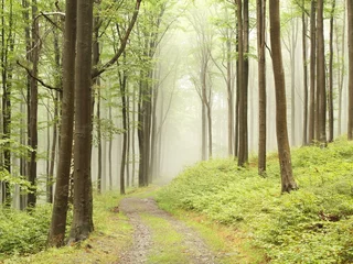 Selbstklebende Fototapeten Path through foggy early autumn forest © Aniszewski