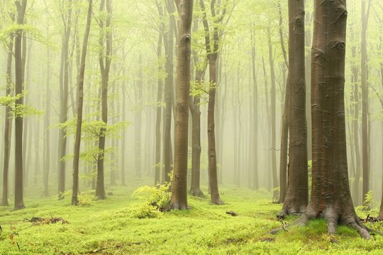 Spring deciduous forest surrounded by mountain mist