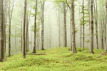 Betoverd bos met mist die tussen de bomen beweegt