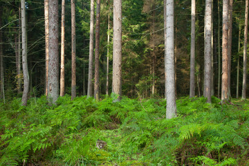 Fototapeta na wymiar Dead spruce trunks and ferns