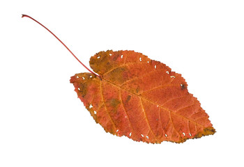 red autumn leaf isolated on white background