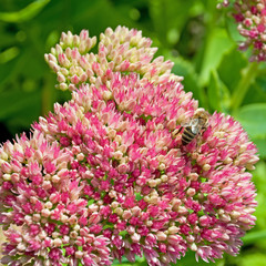 Hohe Fetthenne - Sedum Telephium