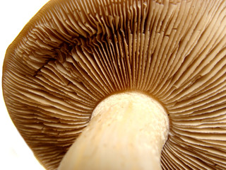 Closeup of the underside of a mushroom cap