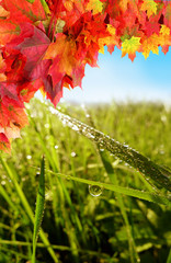 fall lawn background