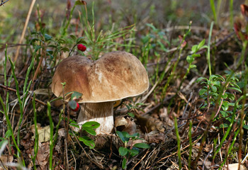 Wonderful mushroom