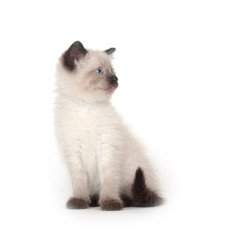 Cute kitten looking up