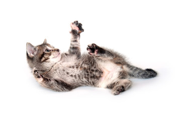 Kitten rolling and playing on white background