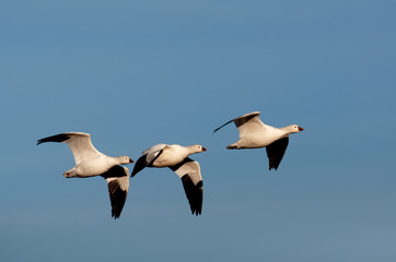 Snow geese in flight