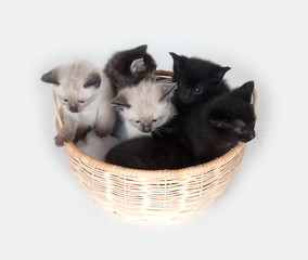 Fototapeta na wymiar kittens in a basket