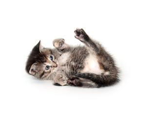 Kitten rolling and playing on white background