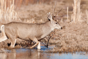 mule deer buck crossing stream