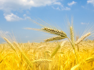 Wheat field