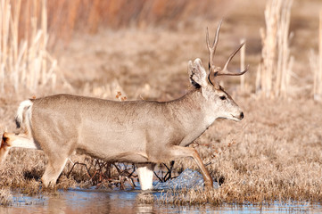mule deer buck crossing stream