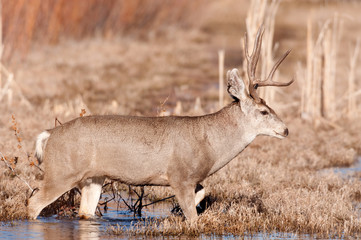 mule deer buck crossing stream